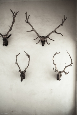 Stags Heads iPhone Image - Ross Vincent Photography