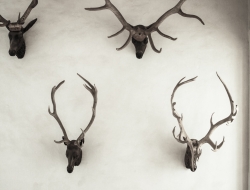 Stags Heads iPhone Image - Ross Vincent Photography